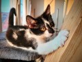 4Kitten (2)